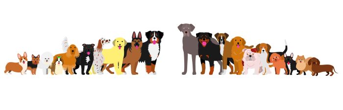 74942912 - border of dogs arranged in order of height