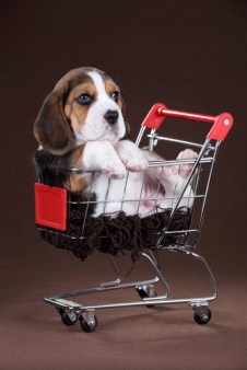 shutterstock_245683630